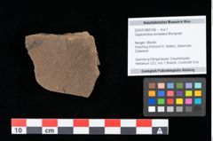 Foto (Objekt + Etikett) von Glyptostrobus europaeus Brongniart (NHMW-GEO-2024-0188-0169)